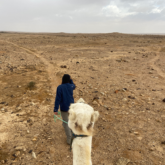 Why not make Aliyah? The Magic of the Exploratory Trip And Why Reality is Different